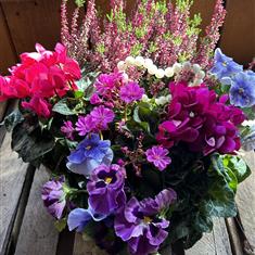 Outdoor Planted basket of seasonal plants