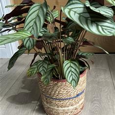 Indoor plant in basket or ceramic pot